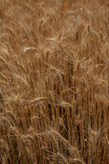 golden wheat field