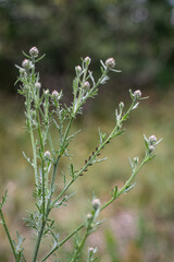 close up of a bunch of wild flowers