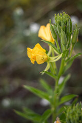 yellow flower in the garden
