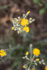 yellow flowers in the garden