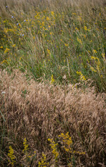 green grass in the field