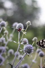 butterfly on flower