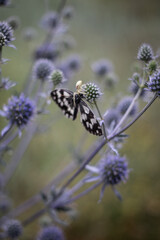 butterfly on a flower