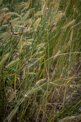 close up of green grass