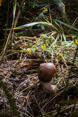 Snail on the grass