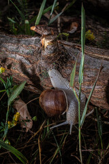 snail on a tree