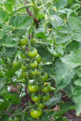 Grüne unreife Tomaten an einer Tomatenpflanze