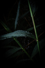 water drops on green grass