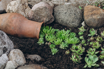 A decorative arrangement in a rock garden shows a clay pot on its side