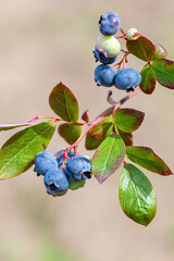 Macro shot of ripe blueberry fruit growing on a garden branch with green leaves.
