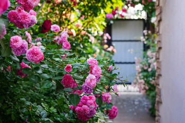 A lush garden pathway is filled with vibrant pink roses in full bloom, leading toward a softly lit gate in the background
