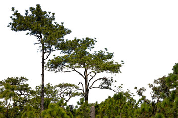 Pine tree isolated on white background