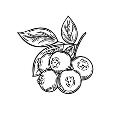 Blueberry berry line art vector black and white illustration  with transparent background for creativity, icons, websites, prints, packaging, postcards, posters and more