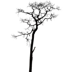Obraz premium Dead tree silhouette isolated on white background. Black and white vector illustration.