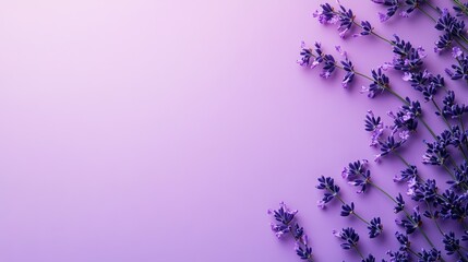 Lavender Flowers Purple Background.