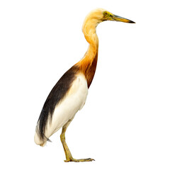 Pelican Heron (Ardeola cinerea) isolated on white background