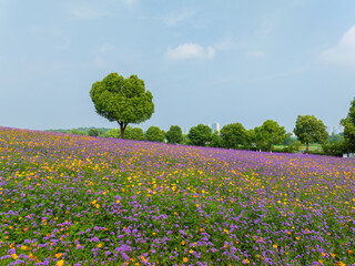 Wuhan Hua Bo Hui Scenic Spot Spring Scenery