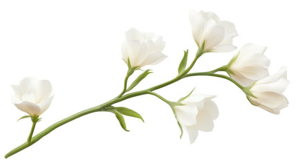 Fresh white tulip flowers in bloom with green stems isolated on white background