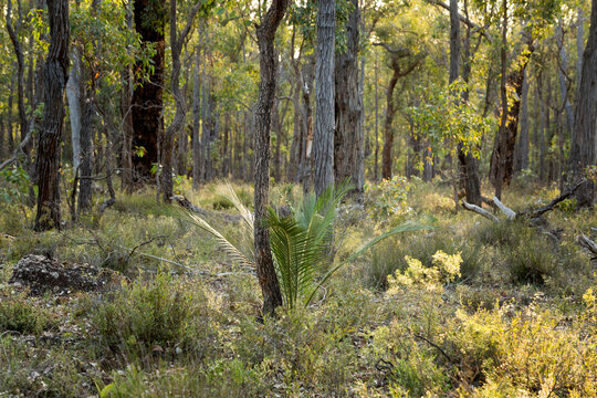 Jarrah woodland forest with zamia palm