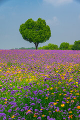 Wuhan Hua Bo Hui Scenic Spot Spring Scenery