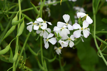 Beautiful white Radish Flower. Radish flower bloom. Closeup radish flower with green leaves in the spring, also known by its common name Virginia stock. Radish flower blooming in nature