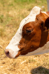 Closeup on white brown cow on a field during a hot summer's day. Lots of flies around nose and eyes...