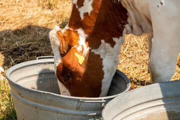 Brown white cow in the field on a hot summer's day, drinking water from a tin bucket.