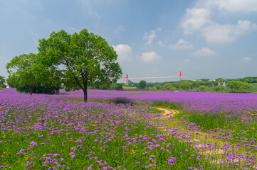 Wuhan Hua Bo Hui Scenic Spot Spring Scenery