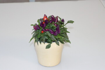 Chili peppers in a pot on a white table, Thailand.