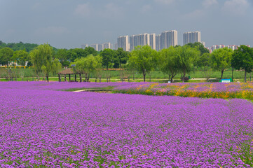 Wuhan Hua Bo Hui Scenic Spot Spring Scenery