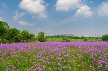 Wuhan Hua Bo Hui Scenic Spot Spring Scenery