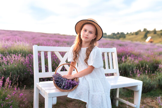 Beautiful small girl in white dress collects lavender on lavender field. Cute child girl in straw boater hat sit on bench in the middle of lavender bushes with basket violet flowers. Provence, France.