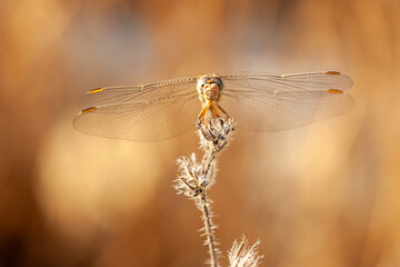 Front view of a dragonfly perched on a dry plant, with delicate transparent wings spread...