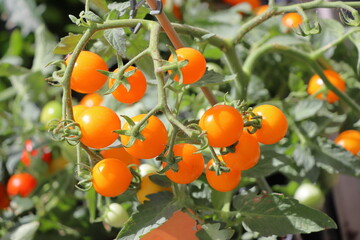 Ripe cherry tomatoes in a pot on a green background close-up