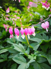 Close-up of delicate pink bleeding heart flowers (Dicentra) with heart-shaped petals hanging...