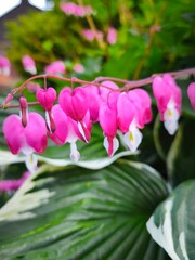 Close-up of delicate pink bleeding heart flowers (Dicentra) with heart-shaped petals hanging...