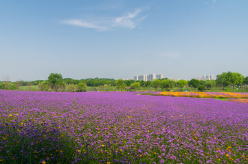 Wuhan Hua Bo Hui Scenic Spot Spring Scenery