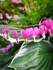 Close-up of delicate pink bleeding heart flowers (Dicentra) with heart-shaped petals hanging...