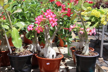 beautiful flowers in the garden.Desert rose or Impala Lily or Mock Azalea flower