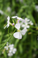 Beautiful white Radish Flower. Radish flower bloom. Closeup radish flower with green leaves in the spring, also known by its common name Virginia stock. Radish flower blooming in nature