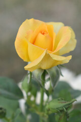 Beautiful yellow rose flower closeup in garden, A very beautiful rose flower bloomed on the rose tree, Rose flower, bloom flowers, Natural spring flower, Nature floral background,