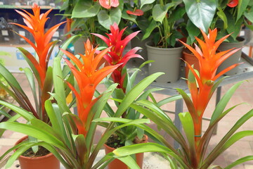 Bromeliad is a genus of flowering plants in the Bromeliad family.