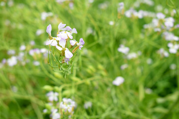 Beautiful white Radish Flower. Radish flower bloom. Closeup radish flower with green leaves in the spring, also known by its common name Virginia stock. Radish flower blooming in nature