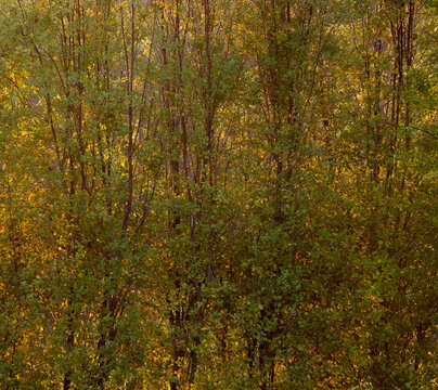 Abstract Image Featuring James Stirling Trees