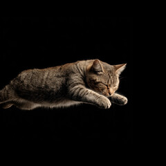 Fototapeta premium Cat jumps gracefully in air