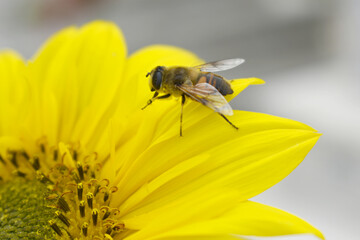 Closeup of a sunflower growing in a field of sunflowers during a nice sunny summer day, Sunflower natural background. flower blooming, Beautiful field of blooming sunflowers, Chakwal, Punjab, Pakistan