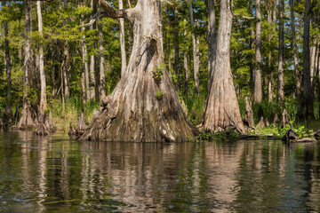 A large cypress tree standing on the edge of a river in Florida