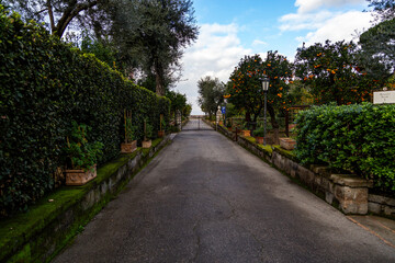 Winter park with tangerine trees in Sorrento, Italy