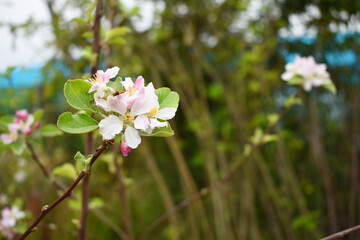 Apple blossom flowers, Spring blossoms, apple blossom, apple tree in garden, Blooming fruit tree. Spring flowering of trees. Apple tree flower closeup
