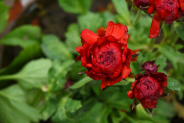 Beautiful red ranunculus flowers growing in an outdoor flower garden. ranunculus flower closeup, red blooming flower, rose flower